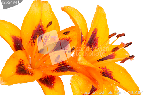 Image of Orange lilies