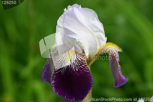 Image of iris