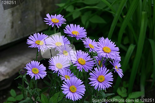 Image of flowers