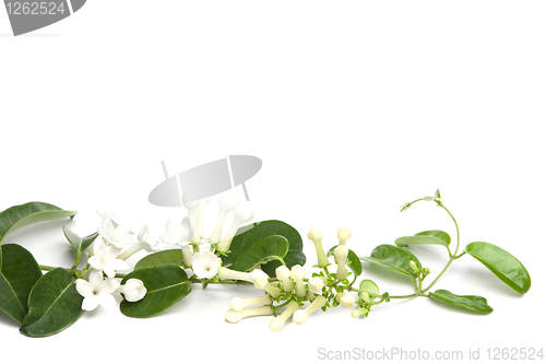 Image of white flowers of Stephanotis 