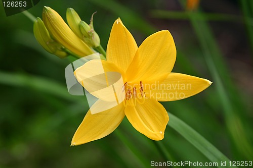 Image of hemerocallis