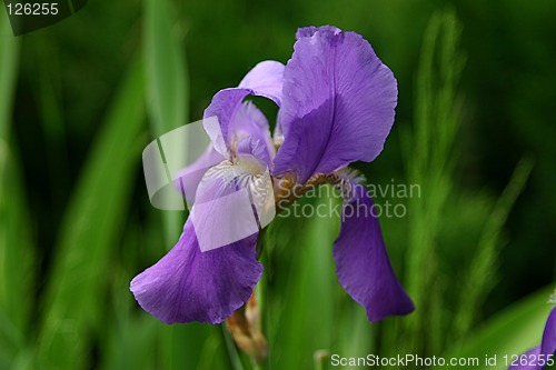 Image of iris