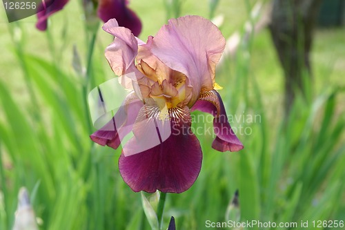 Image of iris