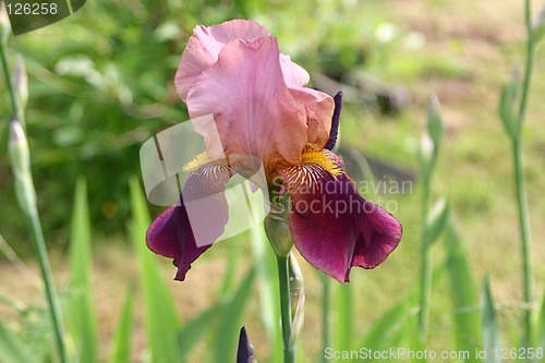 Image of iris