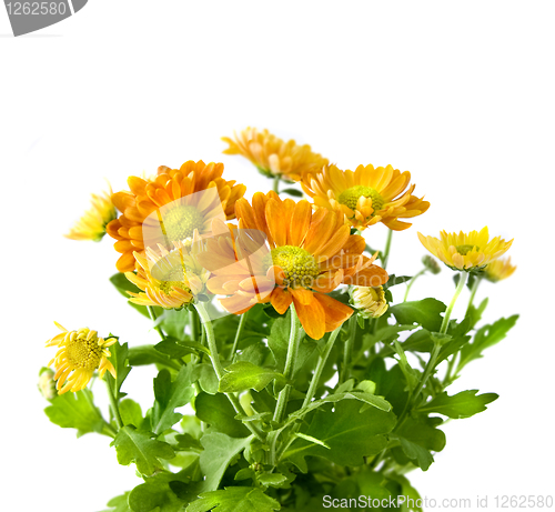 Image of yellow chrysanthemum bouquet isolated on white