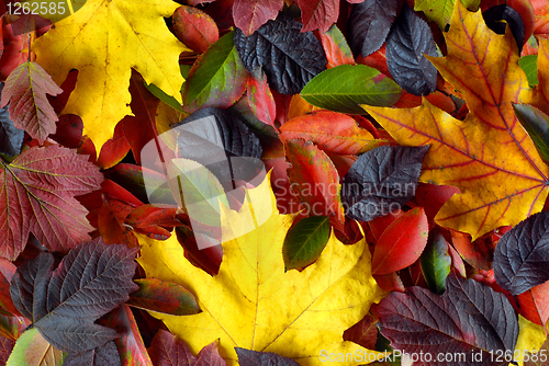 Image of autumn leaves background