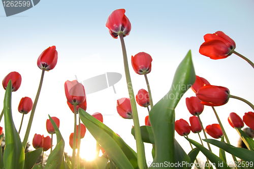 Image of red tulips against blue sky