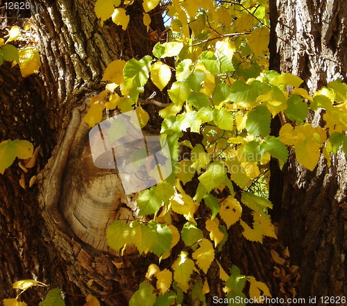 Image of Autumn 1