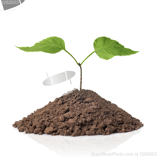 Image of green plant with leaves in earth isolated on white