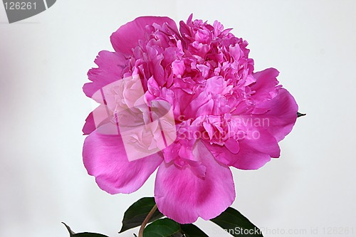 Image of pink peony