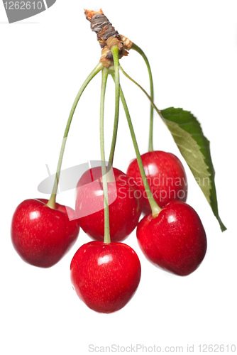 Image of red cherry with leaf isolated on white