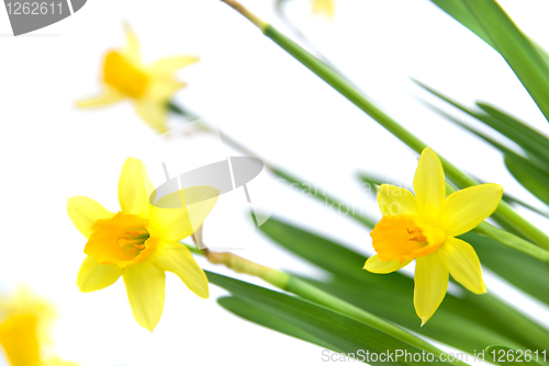 Image of narcissus isolated on white