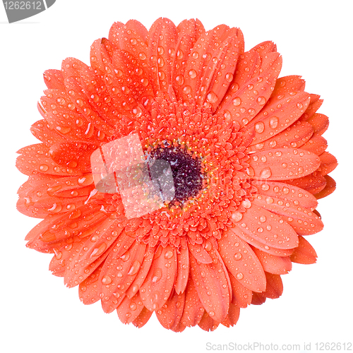 Image of Macro of red daisy-gerbera head with water drops isolated on whi