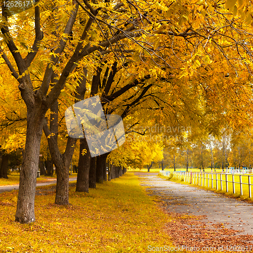 Image of Autumn in a park