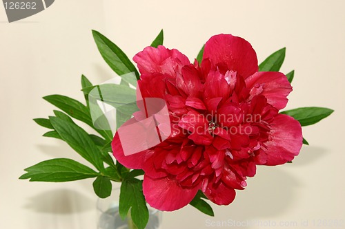 Image of peony