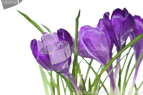 Image of crocus bouquet isolated on white