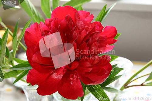 Image of peony