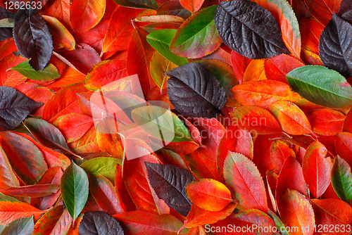 Image of autumn leaves background