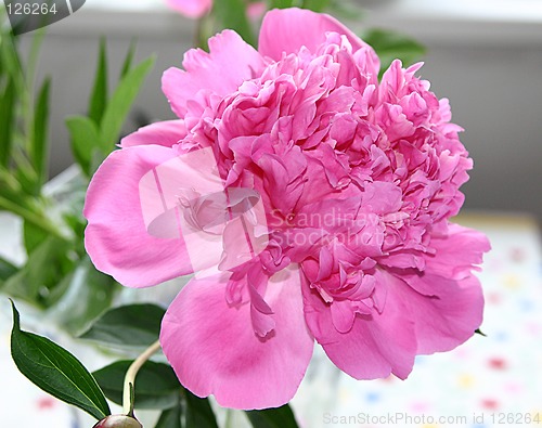 Image of pink peony