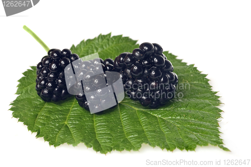 Image of blackberry on green leaf isolated on white