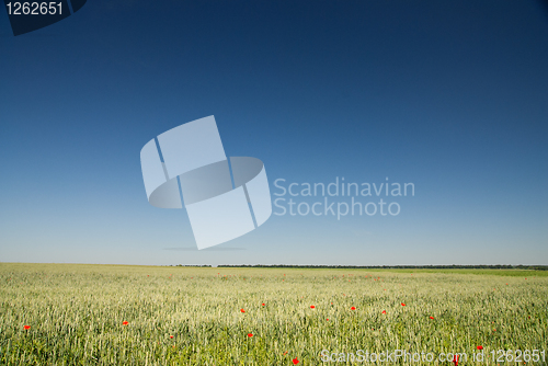 Image of green wheat field and blue sky