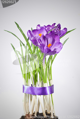 Image of crocus bouquet