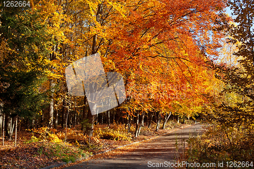 Image of Autumn in a park