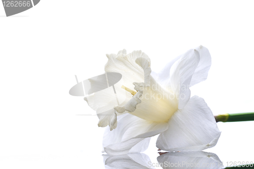 Image of white narcissus isolated on white background