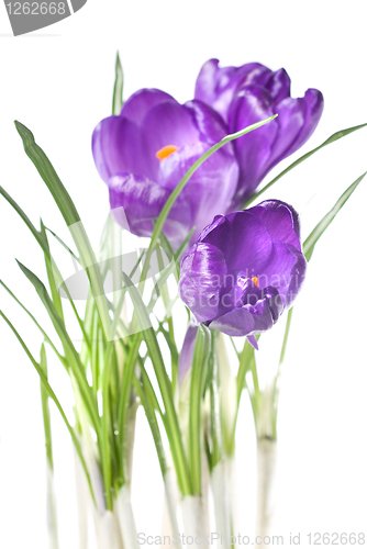 Image of crocus bouquet isolated on white