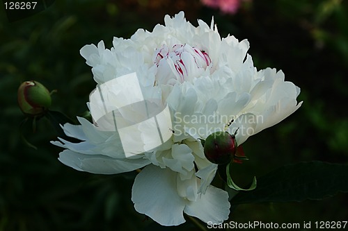 Image of white peony