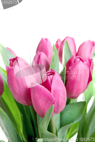 Image of close-up pink tulips isolated on white