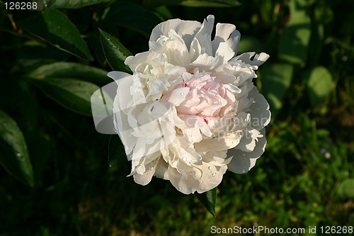 Image of peony