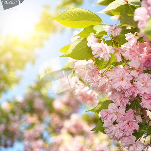 Image of spring blossom of purple sakura against blue sky