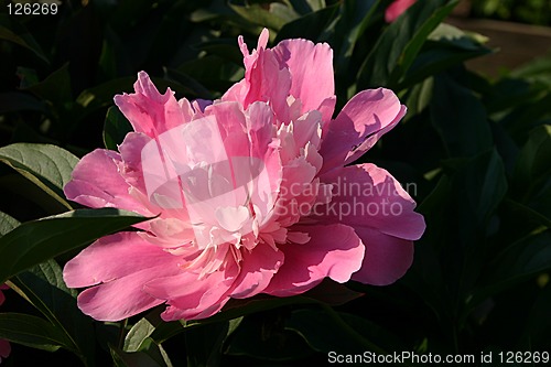 Image of pink peony