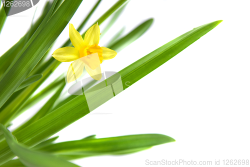 Image of narcissus isolated on white