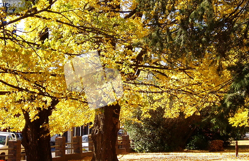 Image of Autumn 2