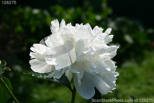 Image of white peony