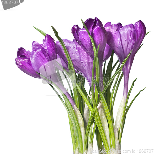 Image of crocus bouquet isolated on white