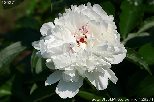 Image of white peony