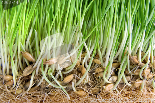 Image of close-up green grass with roots