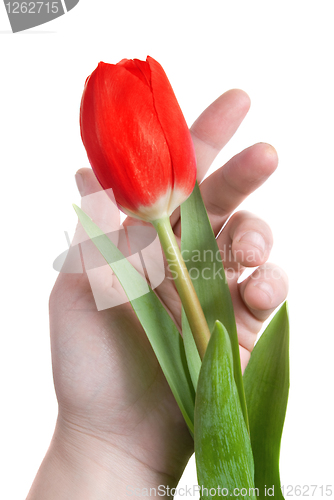Image of hand and red tulip isolated on white
