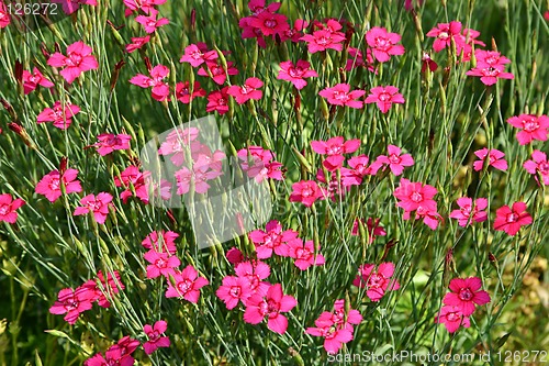 Image of flower carpet