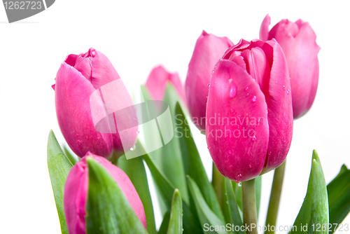 Image of close-up pink tulips isolated on white