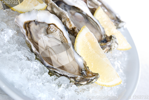 Image of raw oysters with lemon and ice