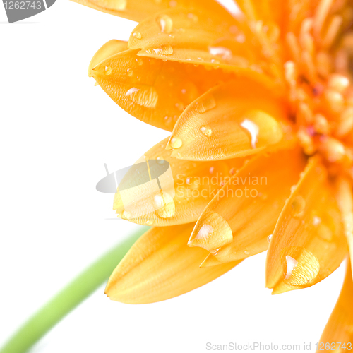 Image of Macro of yellow daisy-gerbera head isolated on white