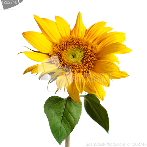 Image of sunflower isolated on white