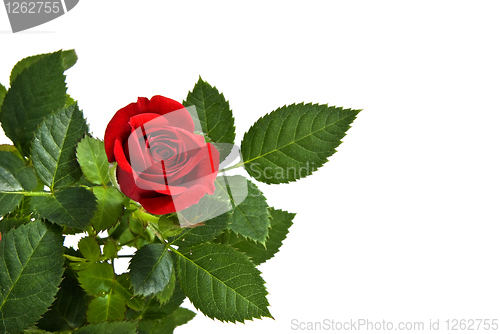 Image of red rose isolated on white