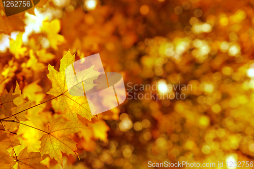 Image of autumn yellows leaves