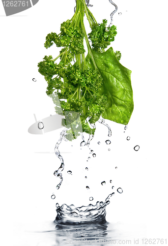 Image of water drops on green spinach and parsley isolated on white