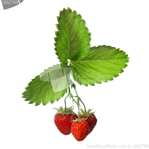 Image of Strawberry with leaves isolated on white